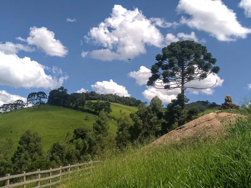 Araucária no alto de um campo de altitude