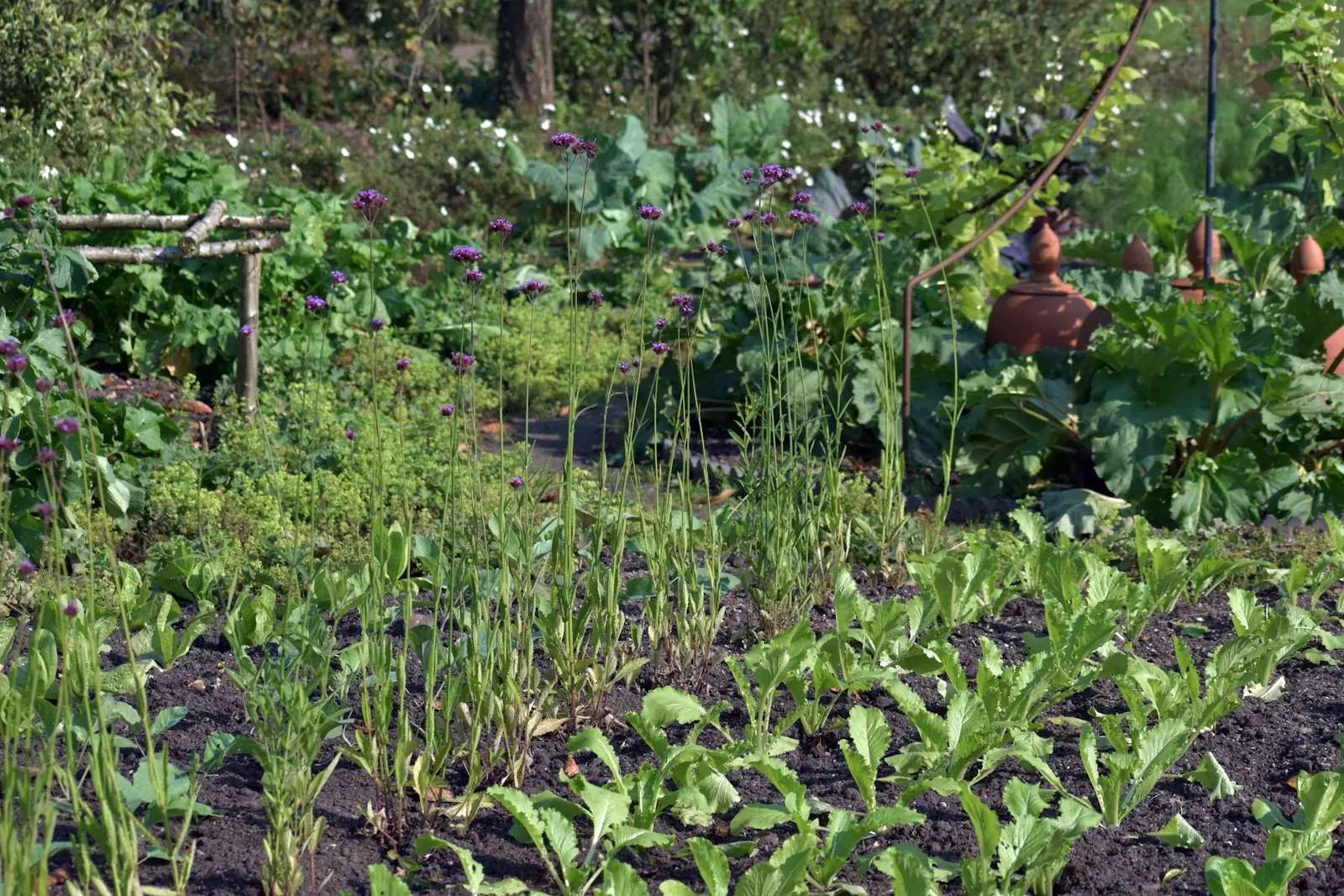 Horta em canteiros entre flores e ervas, luz de manhã