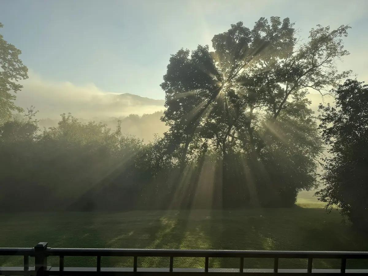Árvore retroiluminada em campo com névoa dourada ao amanhecer