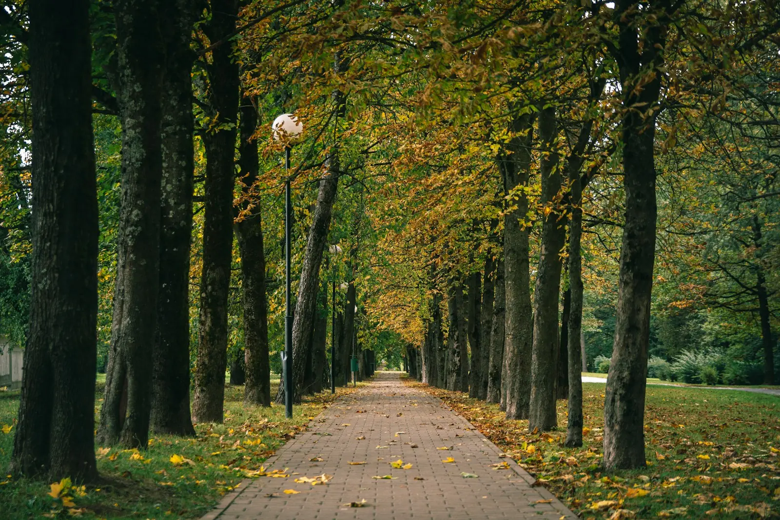 Alameda de árvores altas sobre um caminho de tijolos, postes de luz e folhas de outono no gramado