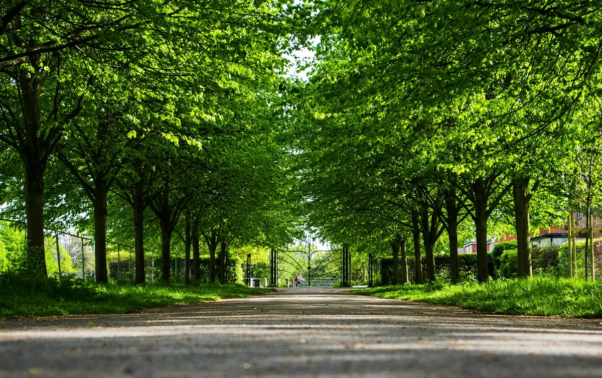 Avenida arborizada com luz filtrada pelas copas, perspectiva simétrica