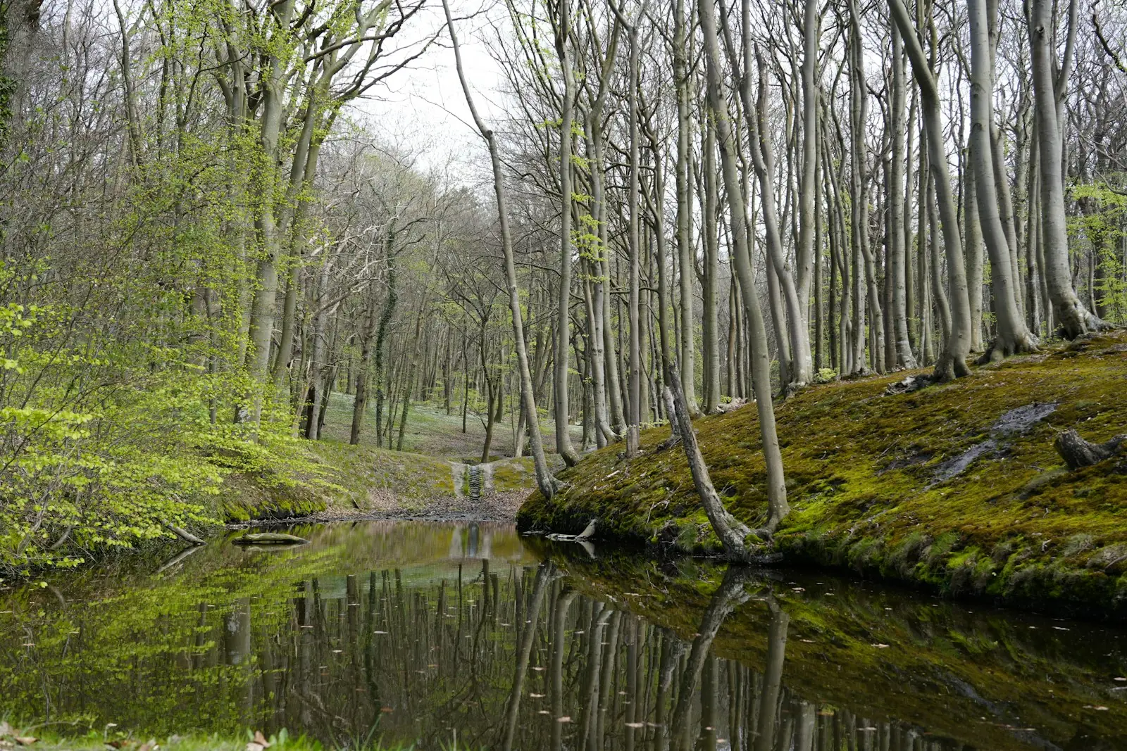Lago de floresta parado e reflexivo, cercado de árvores