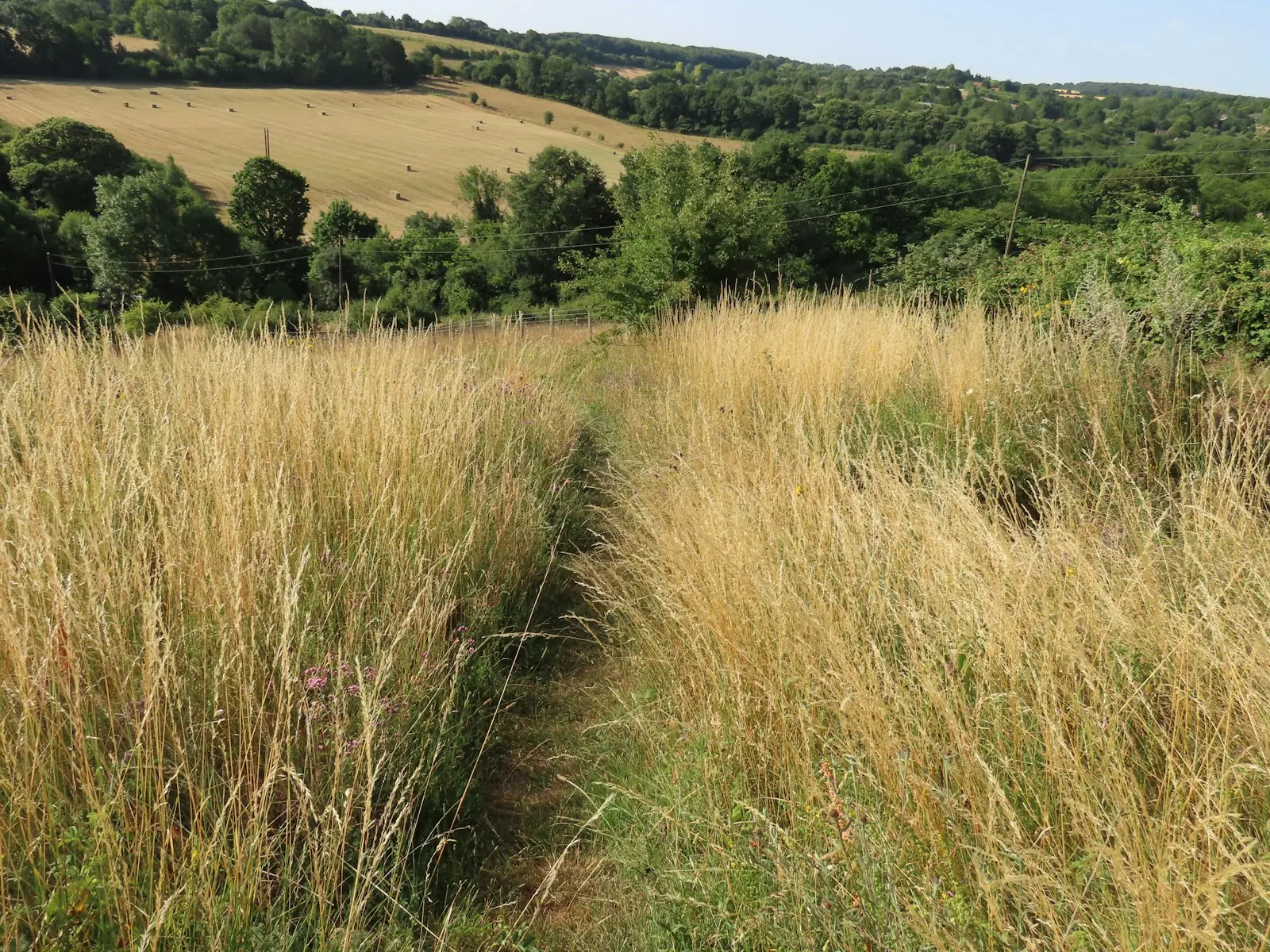 Trilha estreita cruzando campo de gramíneas nativas em tom dourado