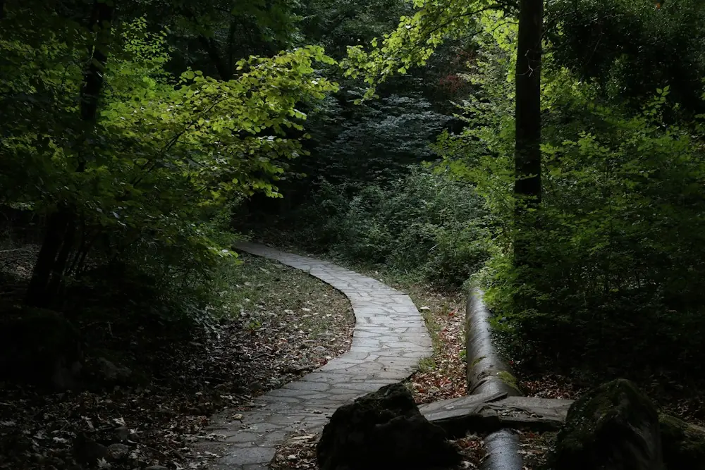 Caminho de pedra sinuoso atravessando a mata, de dia