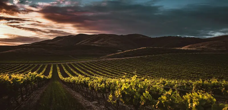 Fileiras de vinhedo em colinas, ao entardecer