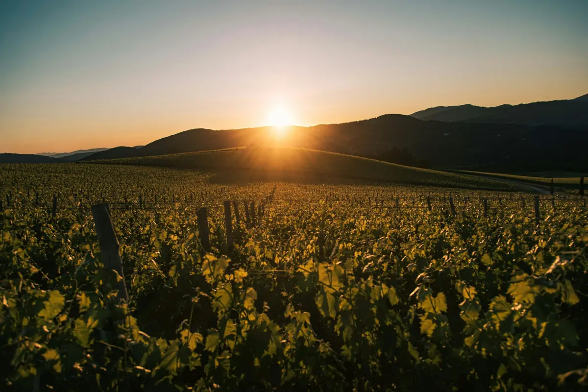 Vinhedo ao pôr do sol, com colinas ao fundo
